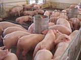 猪场存栏超过500头就要纳税了