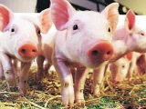 今年最新养猪补贴究竟有哪些？