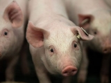 国务院对养猪做出新指示！《全国农业现代化规划》已通过！