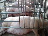 妊娠母猪的饲养方式主要有三种