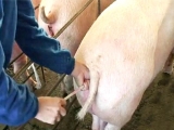母猪输精技术的操作技巧