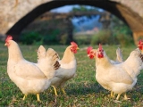 中国养鸡业未来究竟向哪个方向发展？