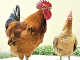 山东省家禽品种资源保护与利用状况调查