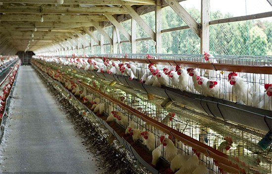 夏季养鸡防暑需要注意的5大误区